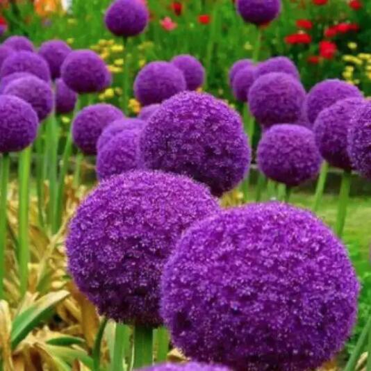 如何用兩個(gè)字的花名來(lái)給品牌命名？