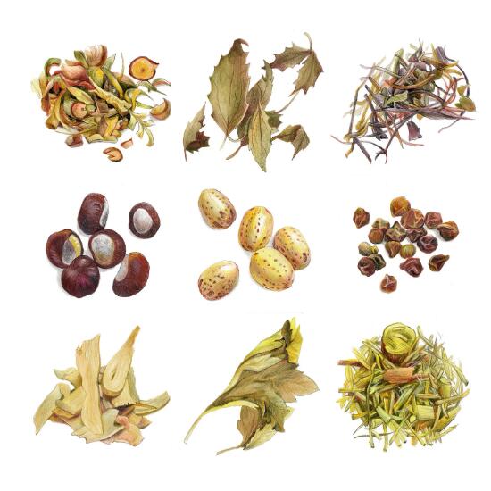 12000種中草藥大全名稱，中藥品牌命名