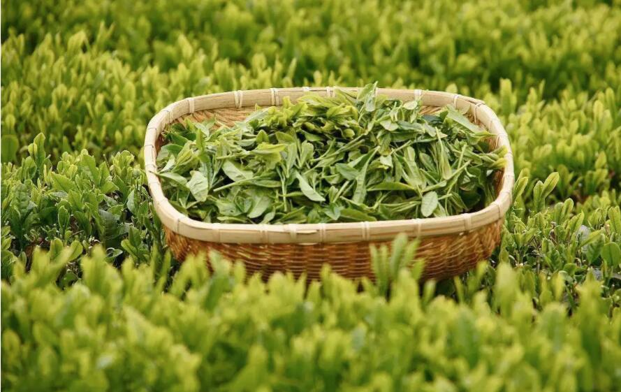 茶葉品牌命名 茶葉品牌命名