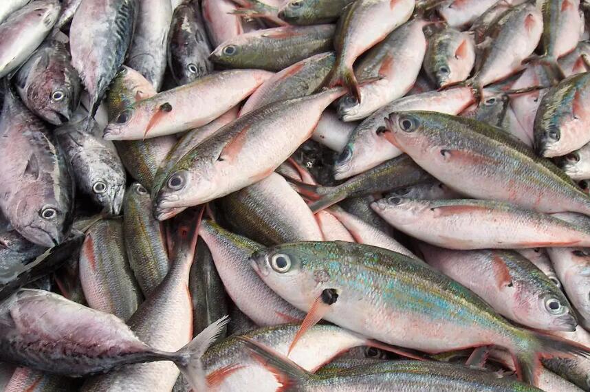 水產(chǎn)品品牌設計理念