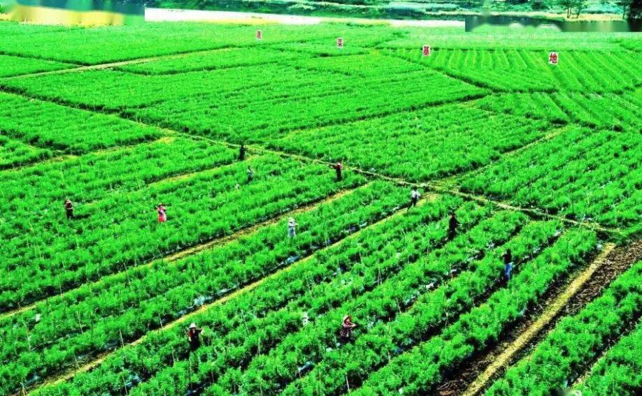 1668408563886875.jpg 94.jpg