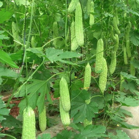 農產品包裝設計理念是什么？